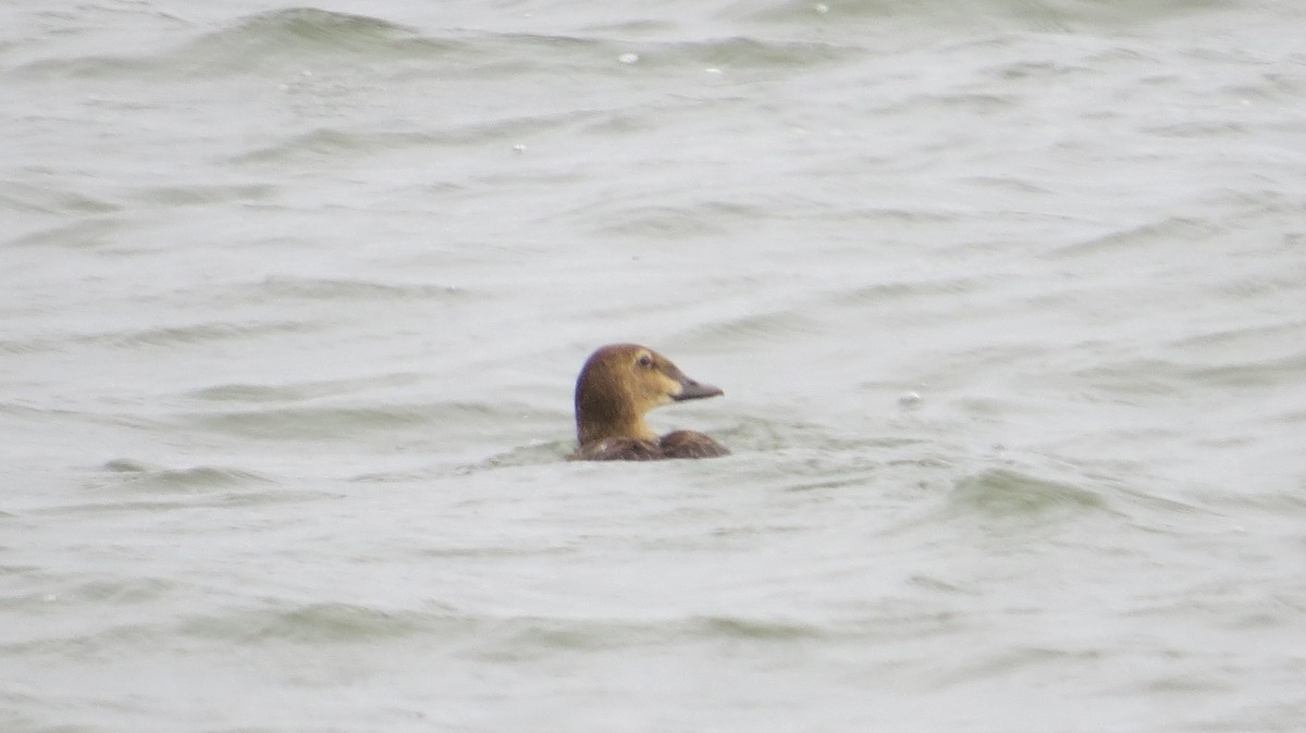 King Eider - ML645997376