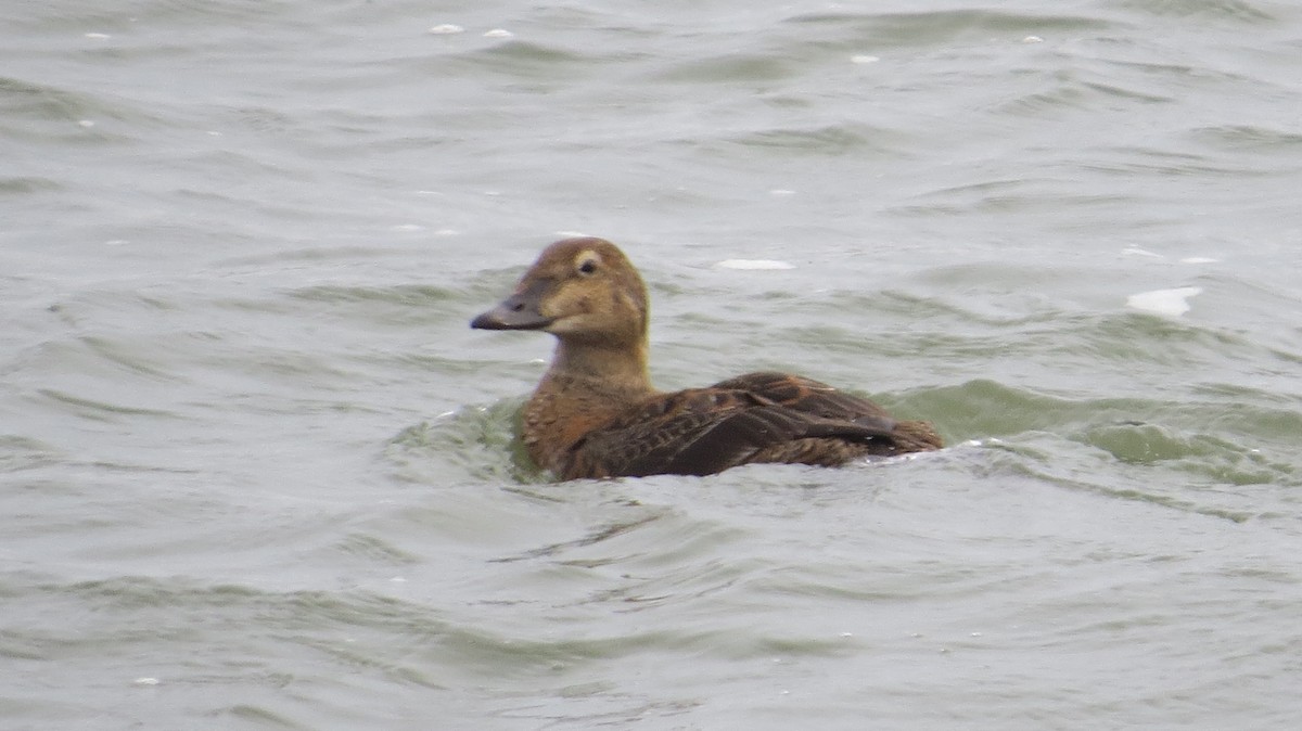 King Eider - ML645997377