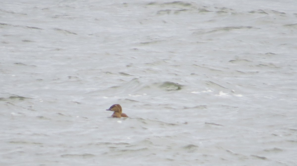 King Eider - ML645997378