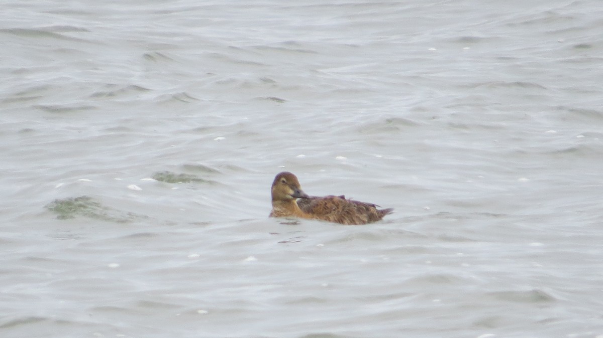 King Eider - ML645997379