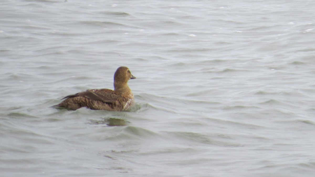 King Eider - ML645997380