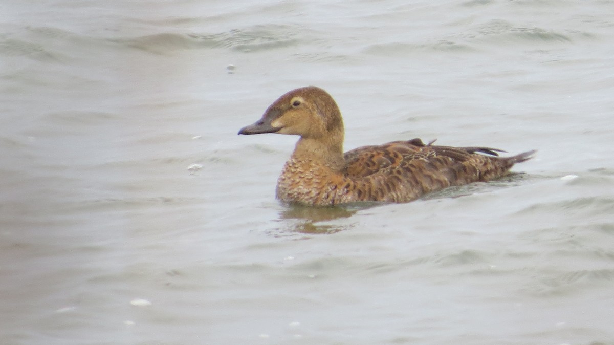 King Eider - ML645997381