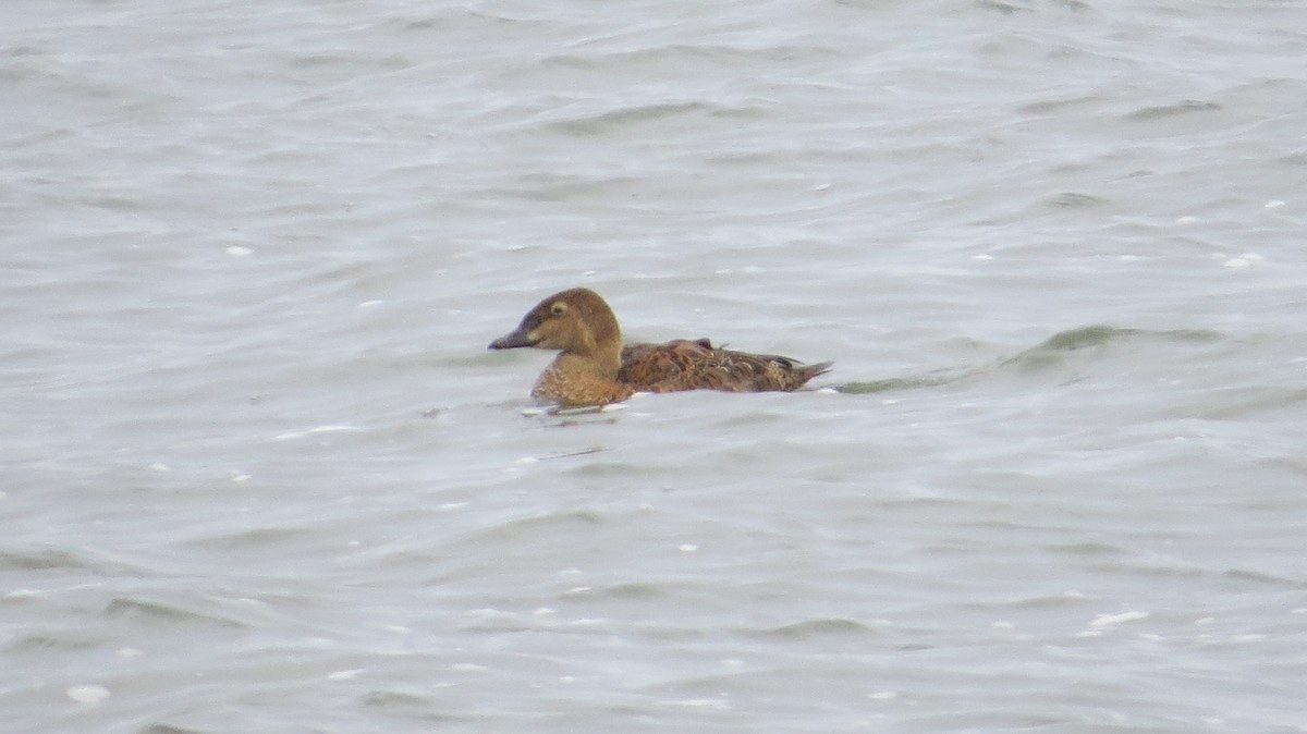 King Eider - ML645997382