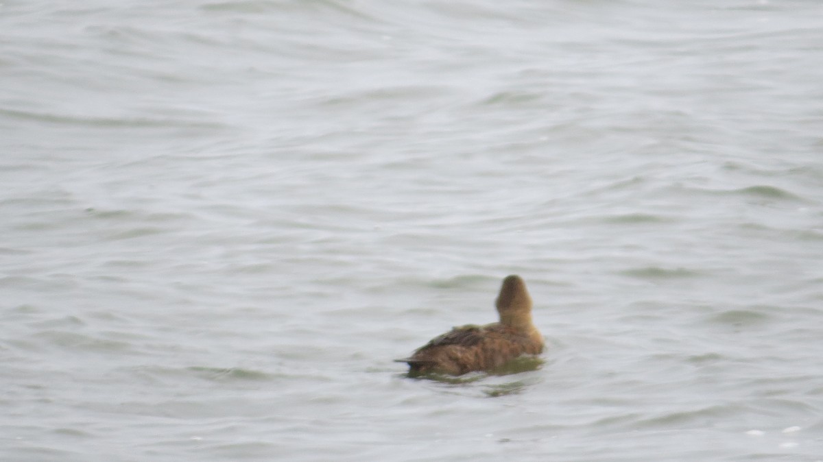 King Eider - ML645997383