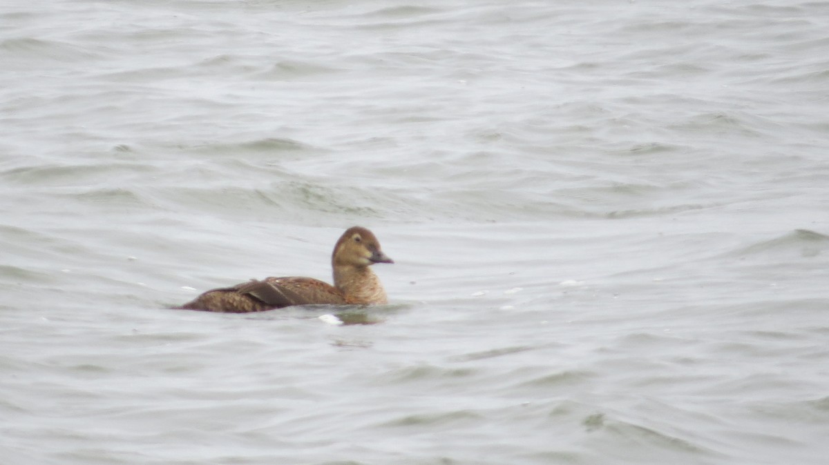 King Eider - ML645997384