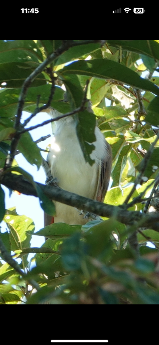 Yellow-billed Cuckoo - ML645997385