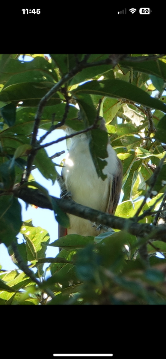 Yellow-billed Cuckoo - ML645997386
