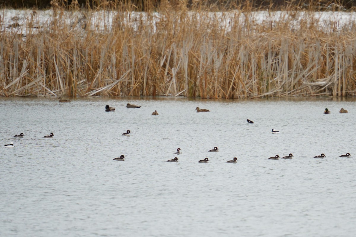Bufflehead - ML645997387