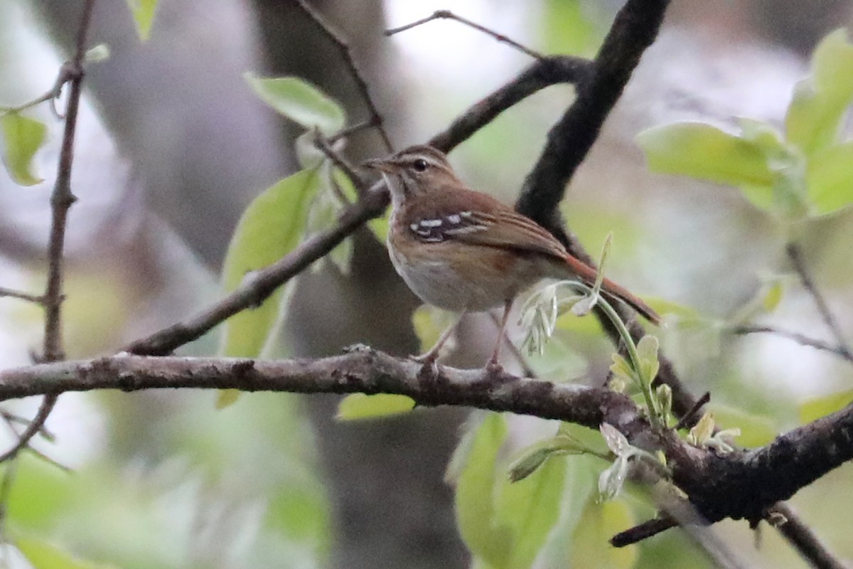 Woodland Pipit - ML645997388