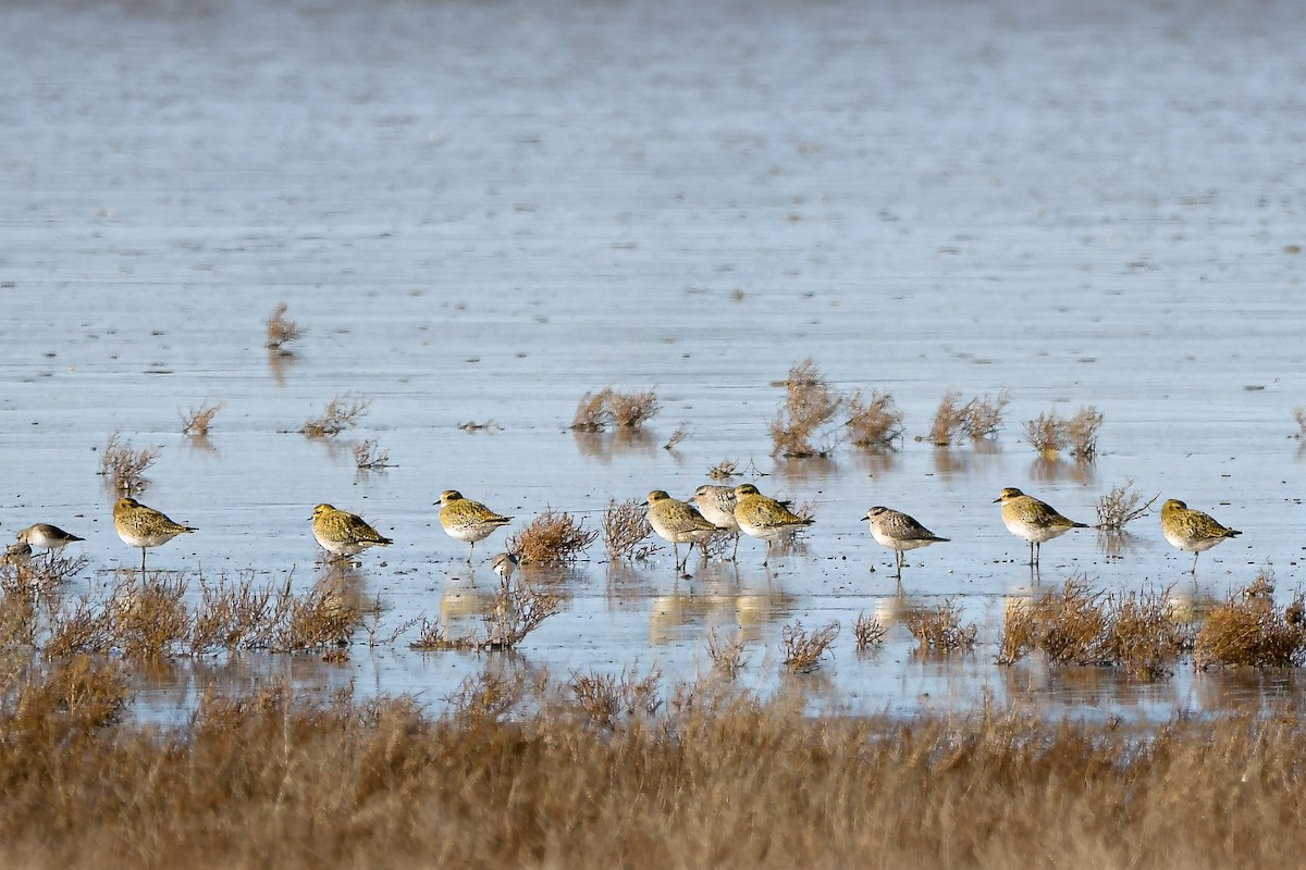 アメリカムナグロ - ML645997390