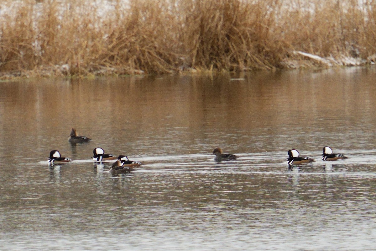 Hooded Merganser - ML645997392