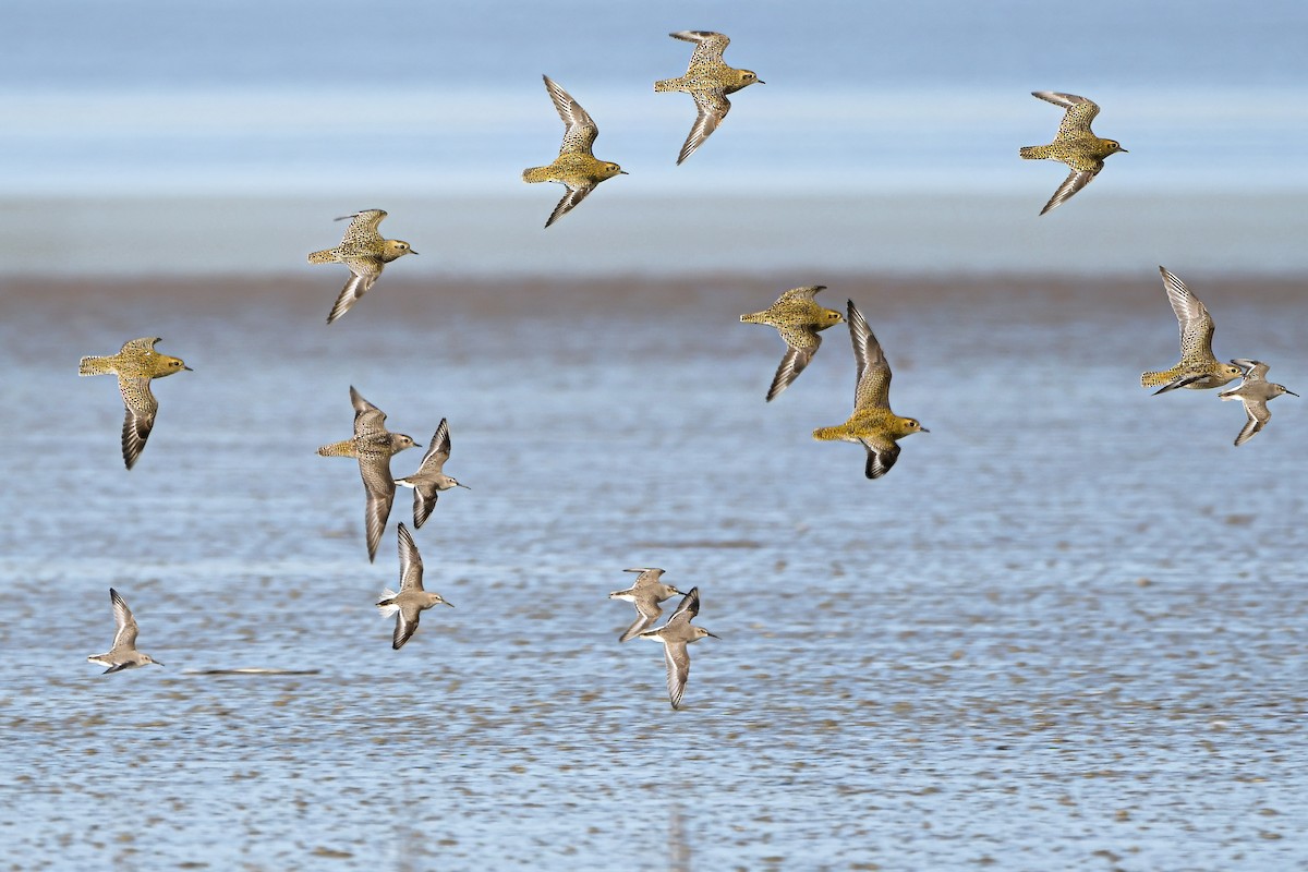 アメリカムナグロ - ML645997394