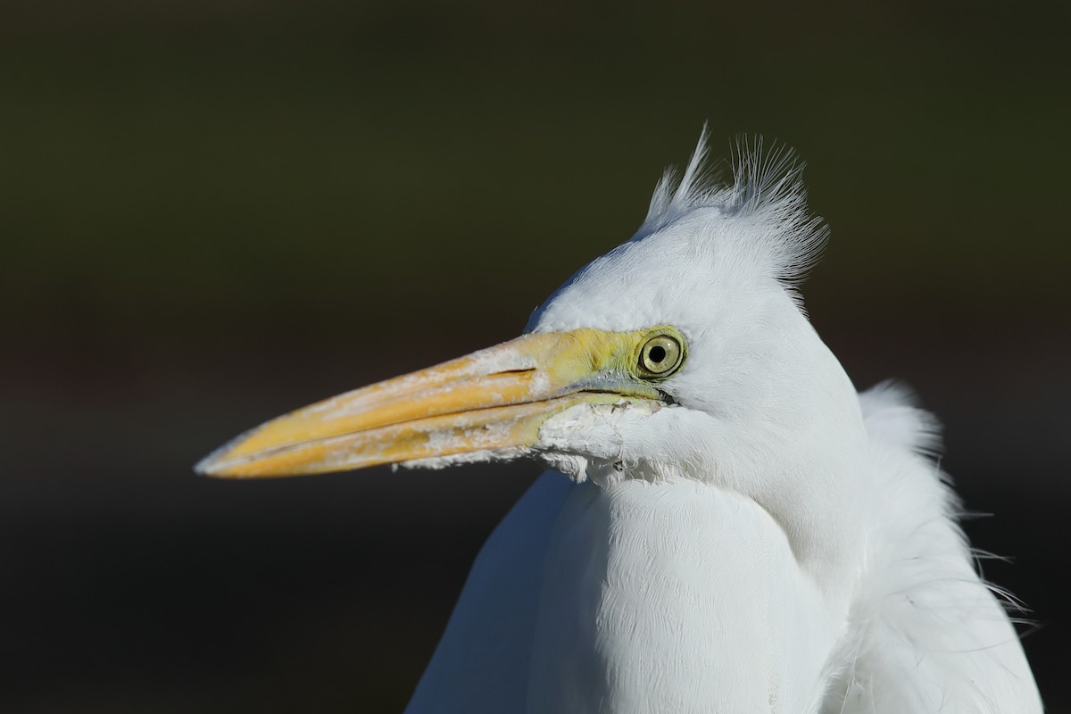 Great Egret - ML645997396