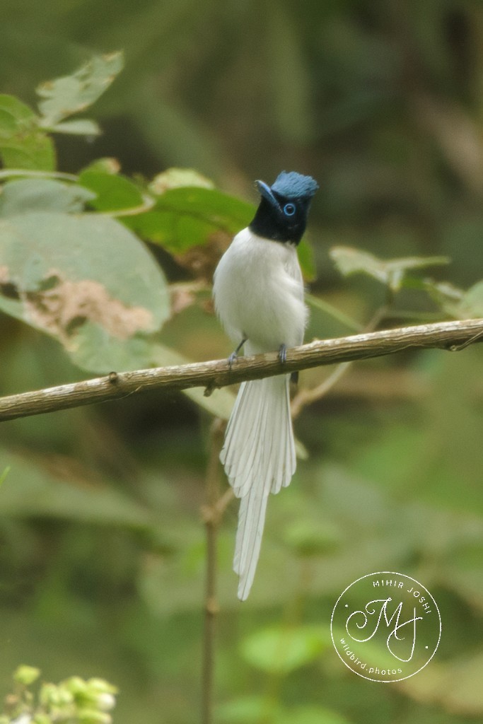 Blyth's Paradise-Flycatcher - ML645997398