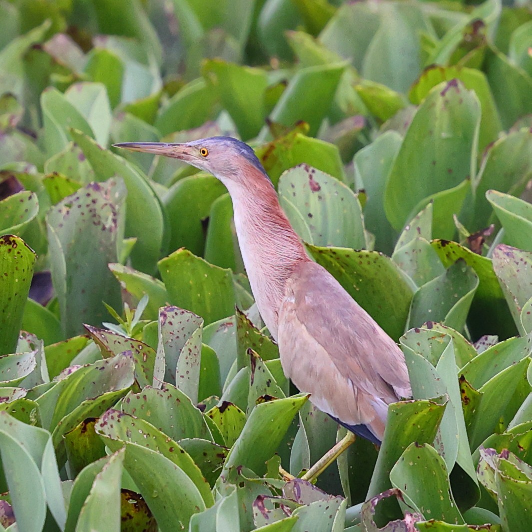 Yellow Bittern - ML645997399