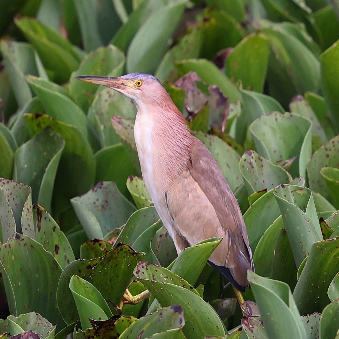 Yellow Bittern - ML645997400