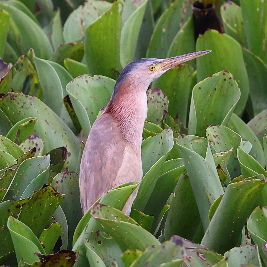 Yellow Bittern - ML645997401