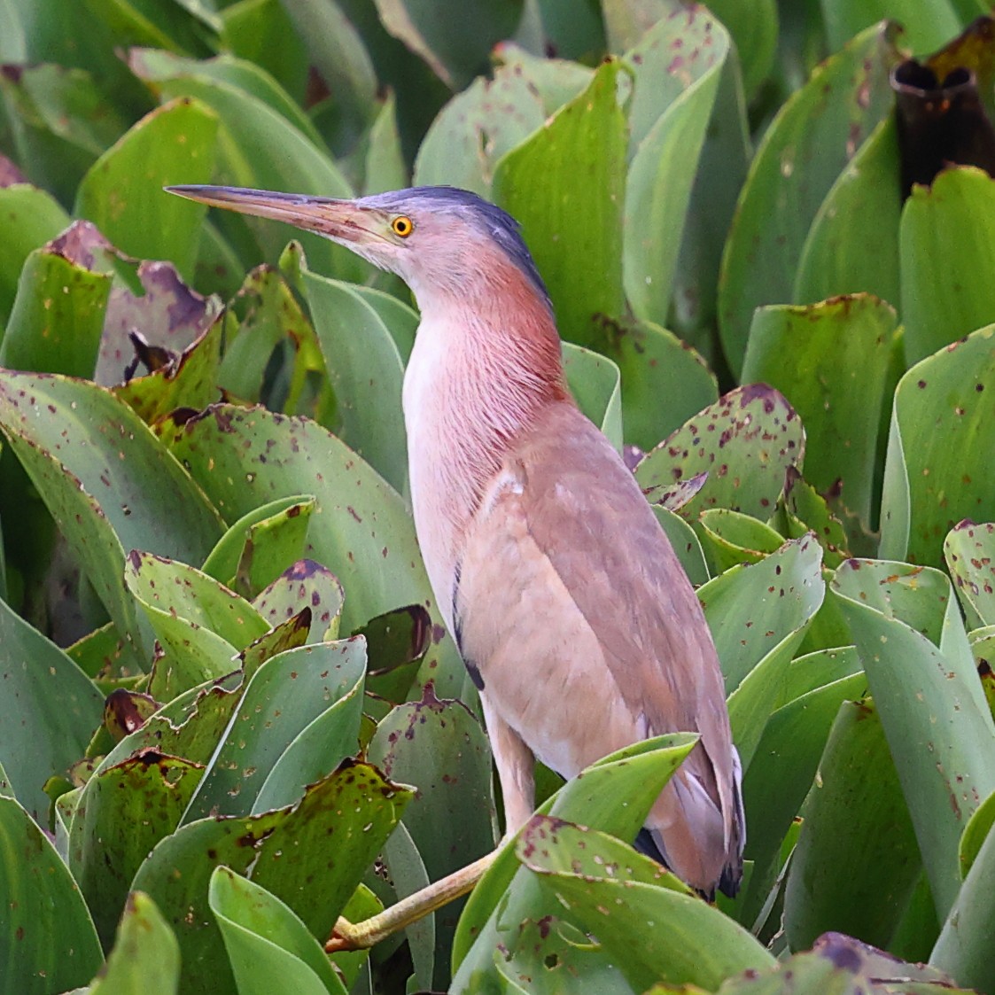 Yellow Bittern - ML645997402