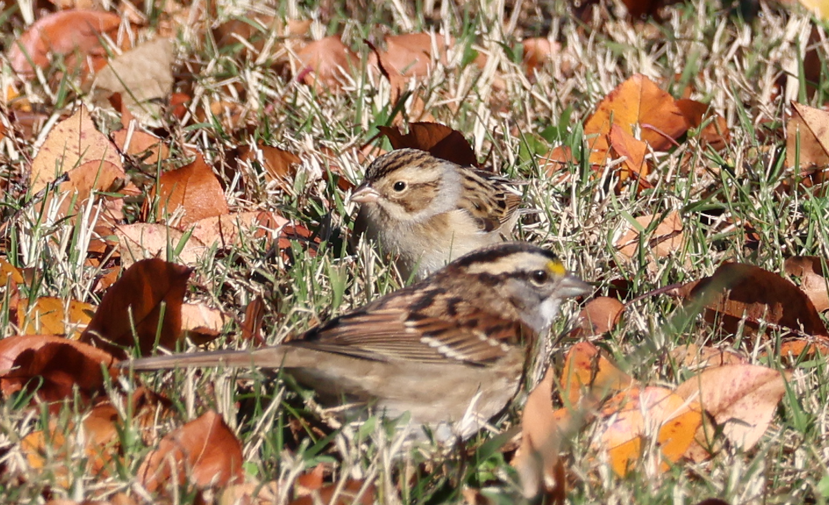 Clay-colored Sparrow - ML645997404