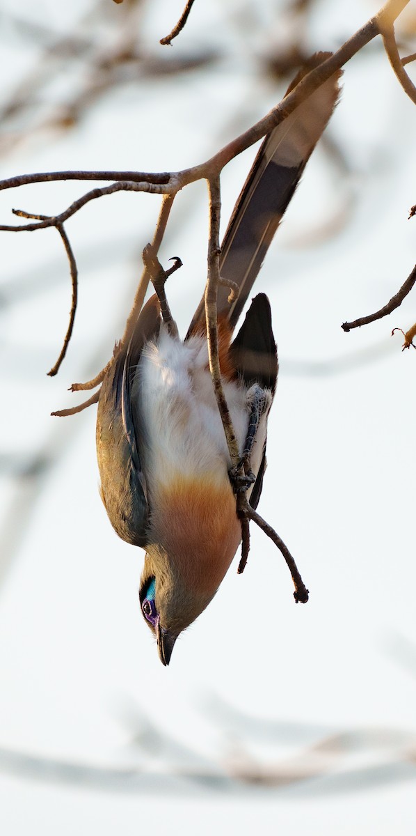 Crested Coua - ML645997405