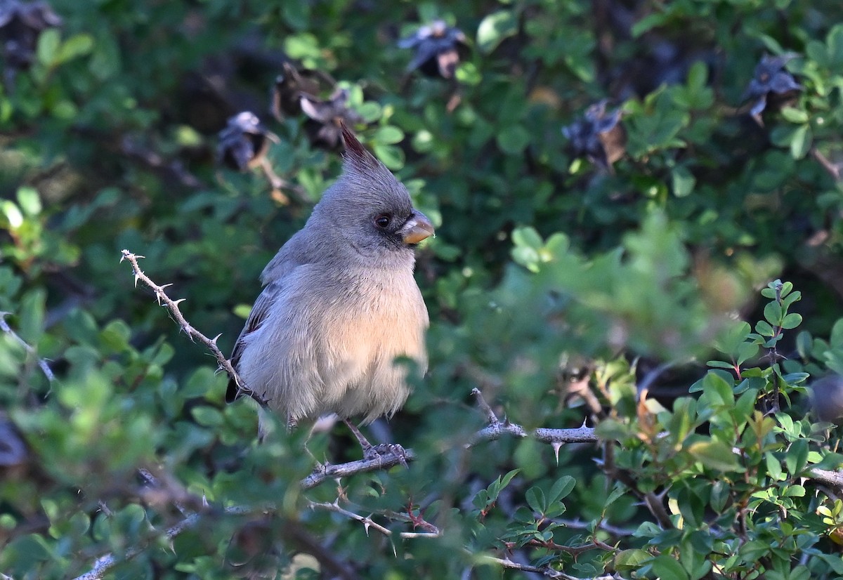 Pyrrhuloxia - ML645997406