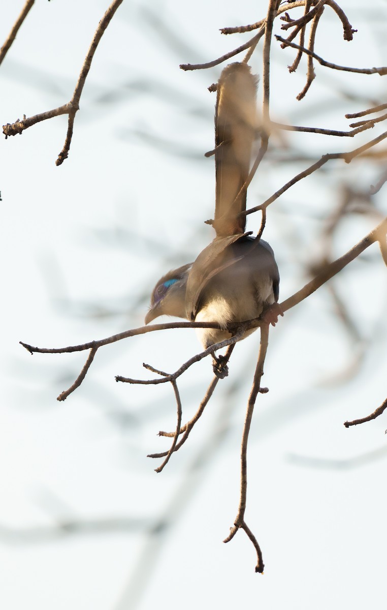 Crested Coua - ML645997408