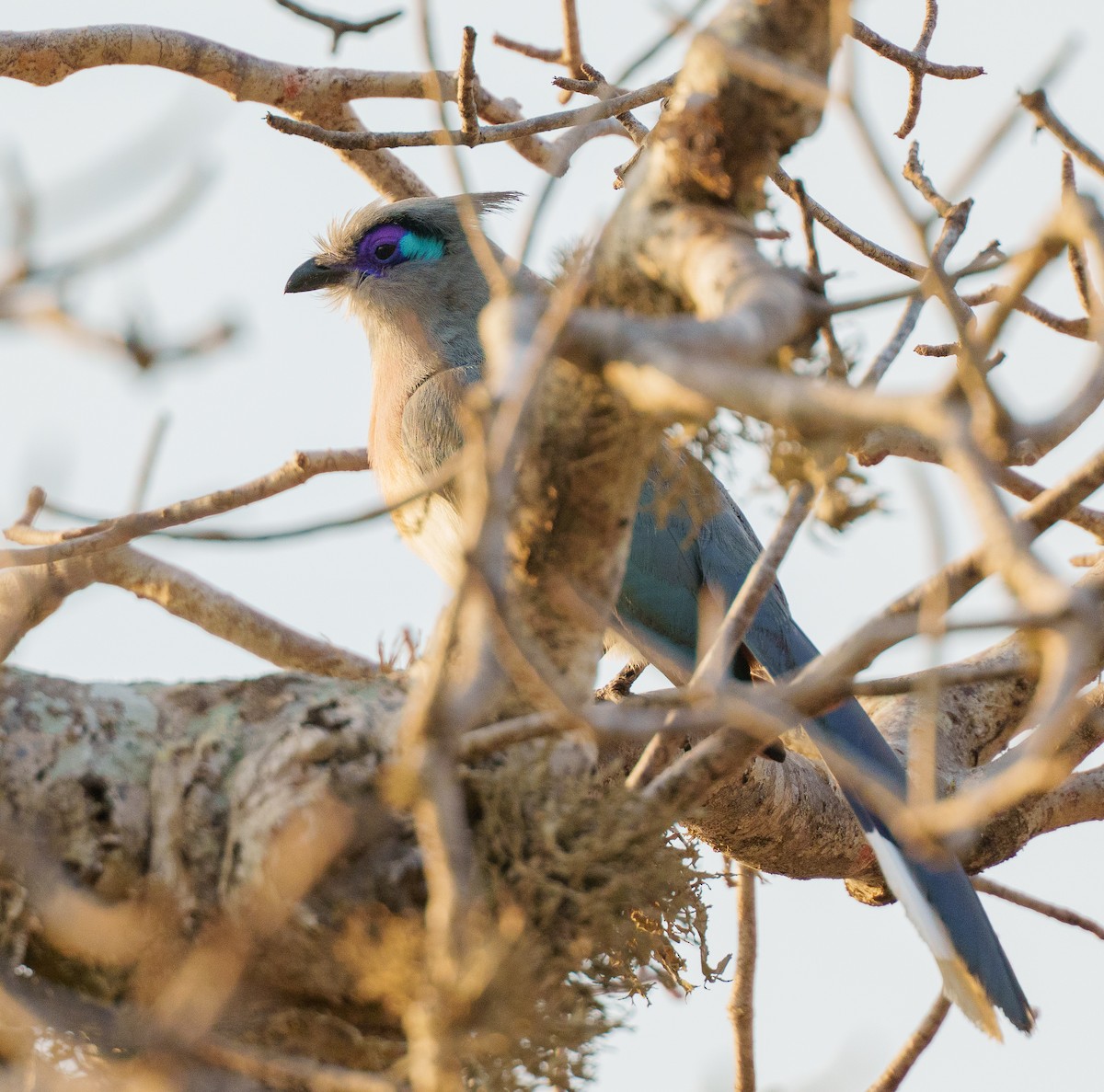 Crested Coua - ML645997409