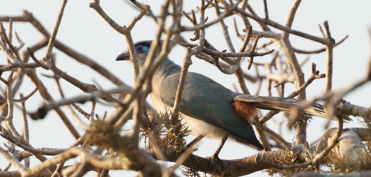 Crested Coua - ML645997411