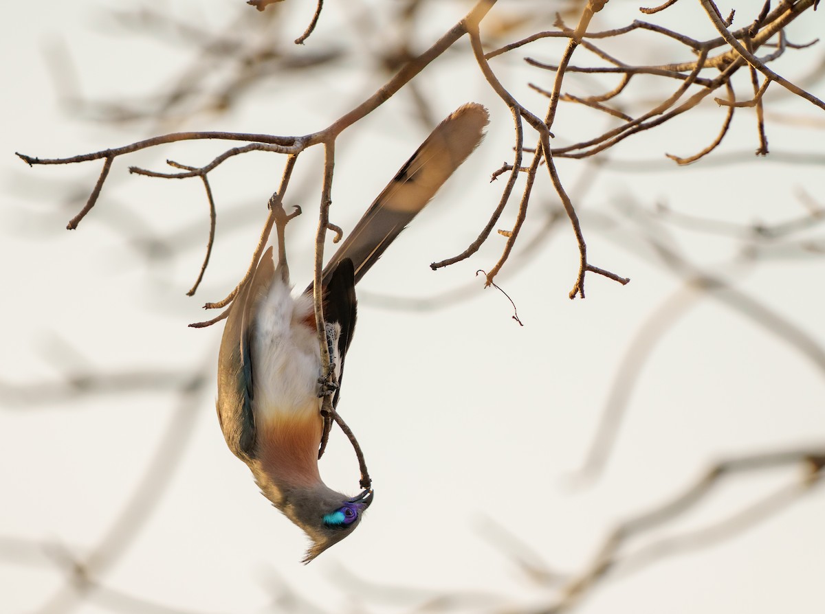 Crested Coua - ML645997414