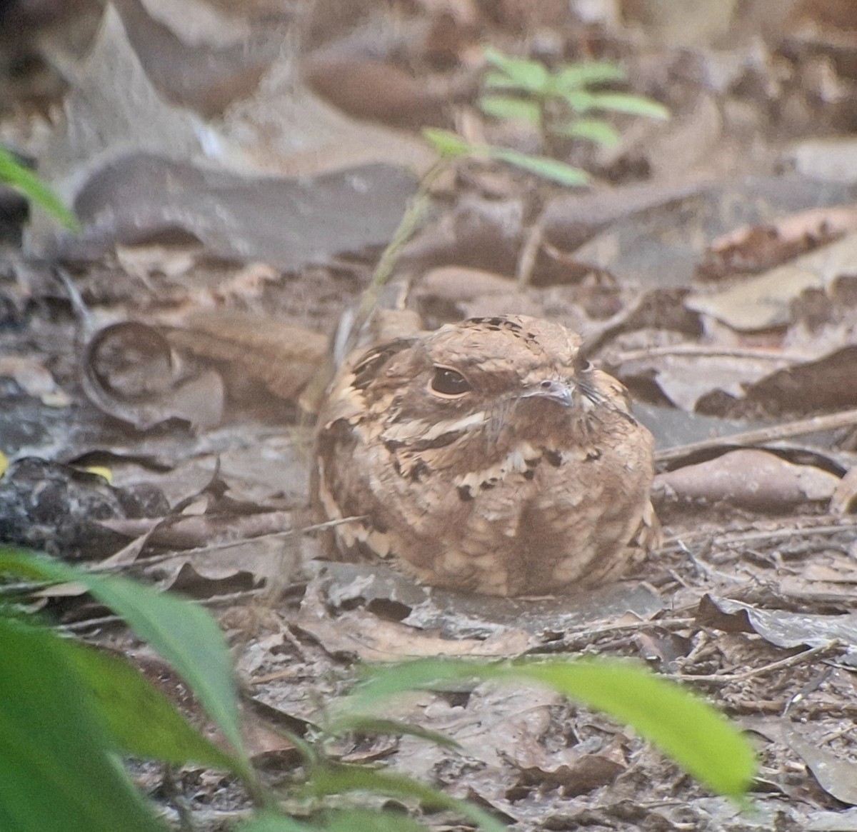 Long-tailed Nightjar - ML645997418
