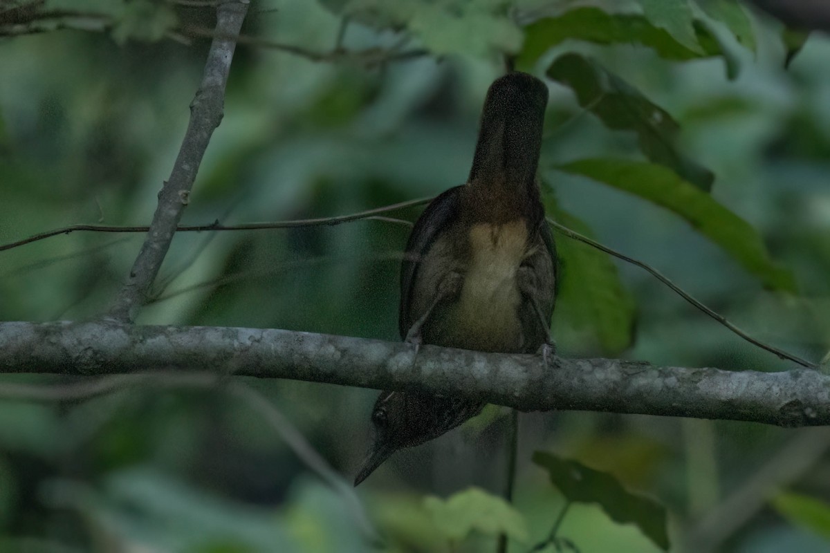 Spot-breasted Laughingthrush - ML645997421