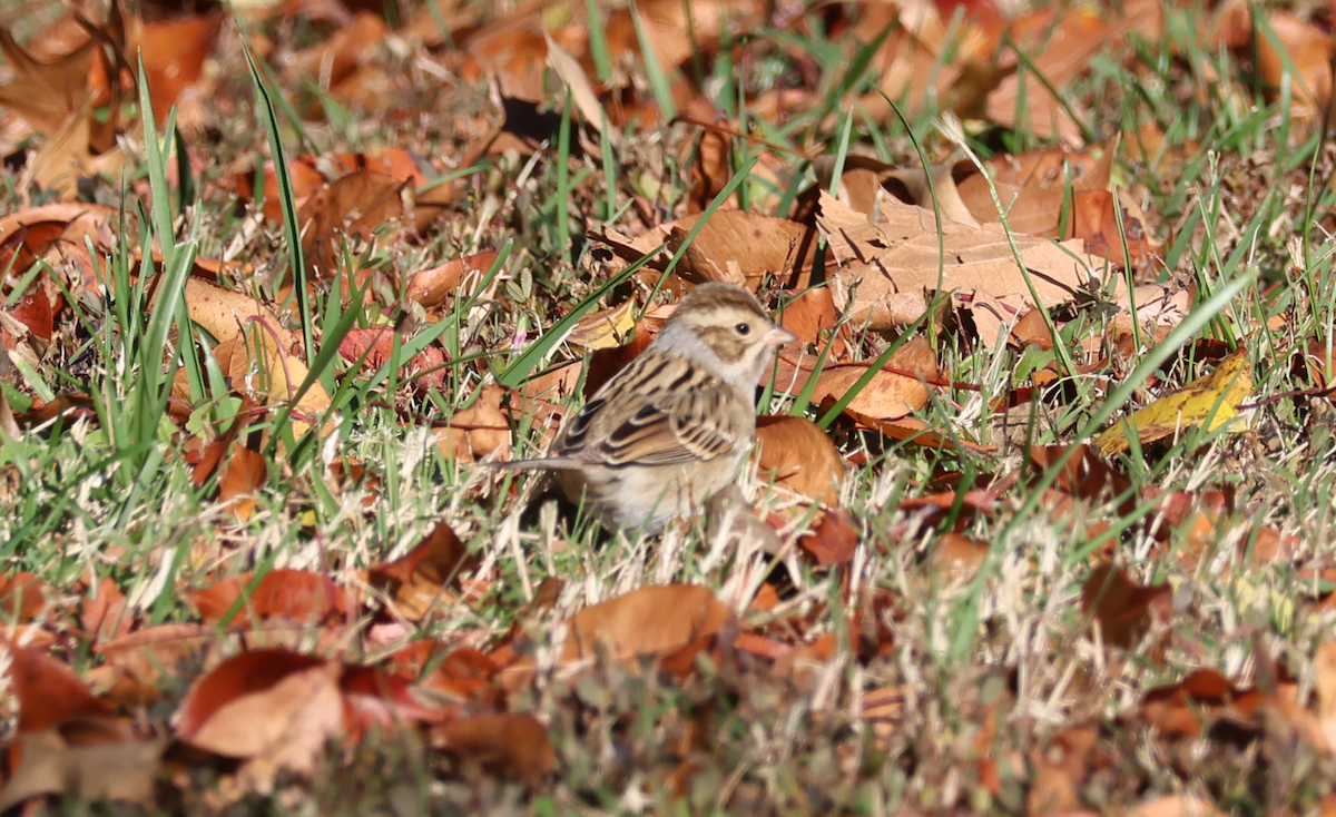 Clay-colored Sparrow - ML645997422