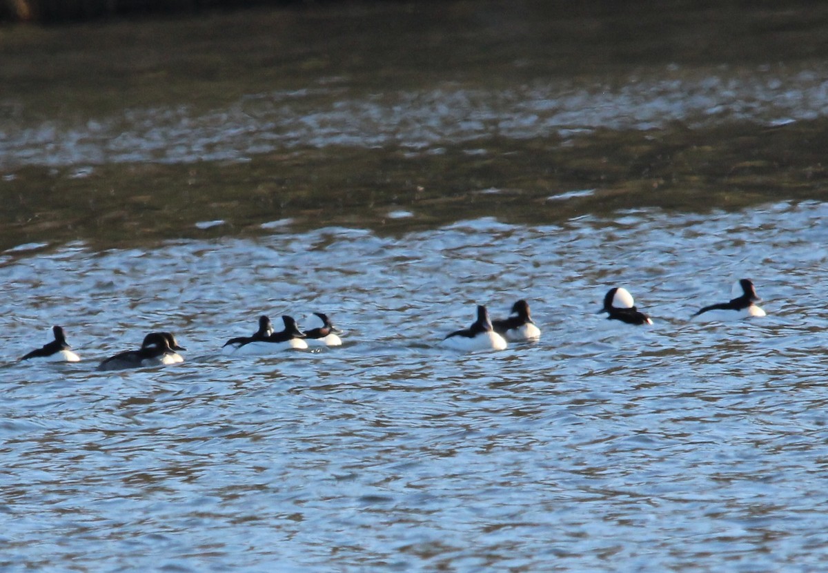 Bufflehead - ML645997424
