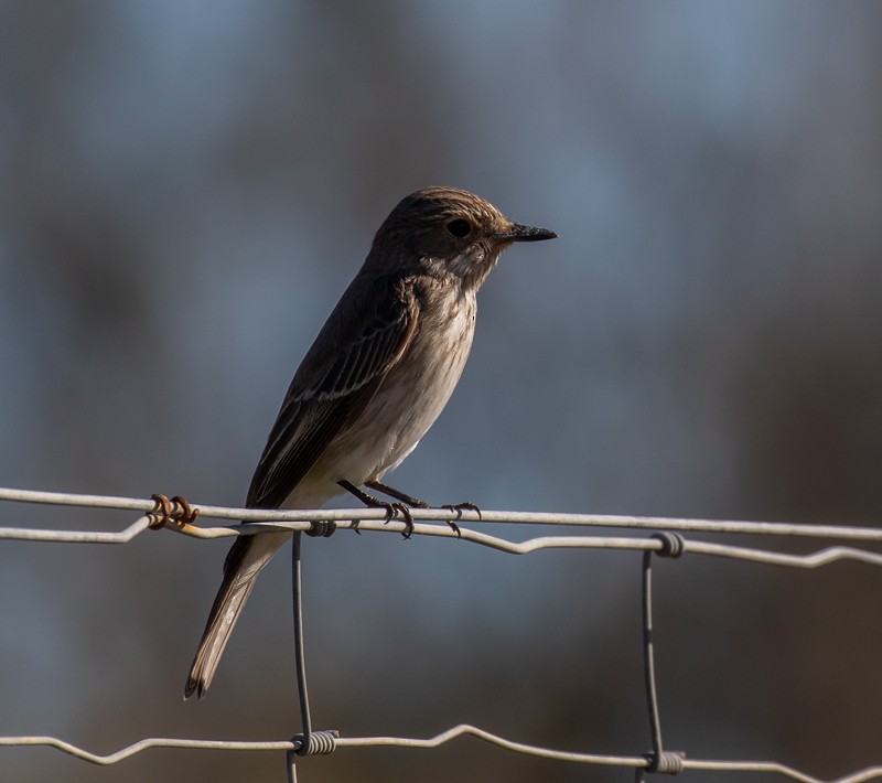 Spotted Flycatcher - ML645997425