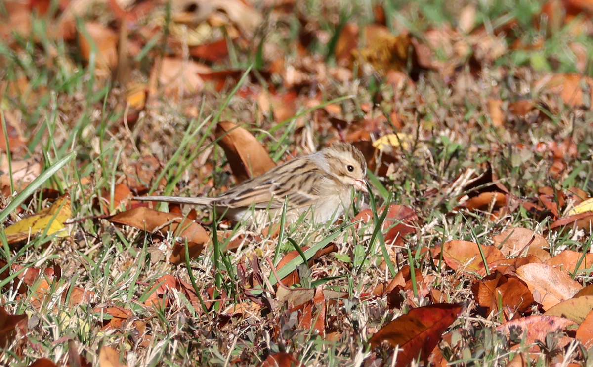 Clay-colored Sparrow - ML645997426