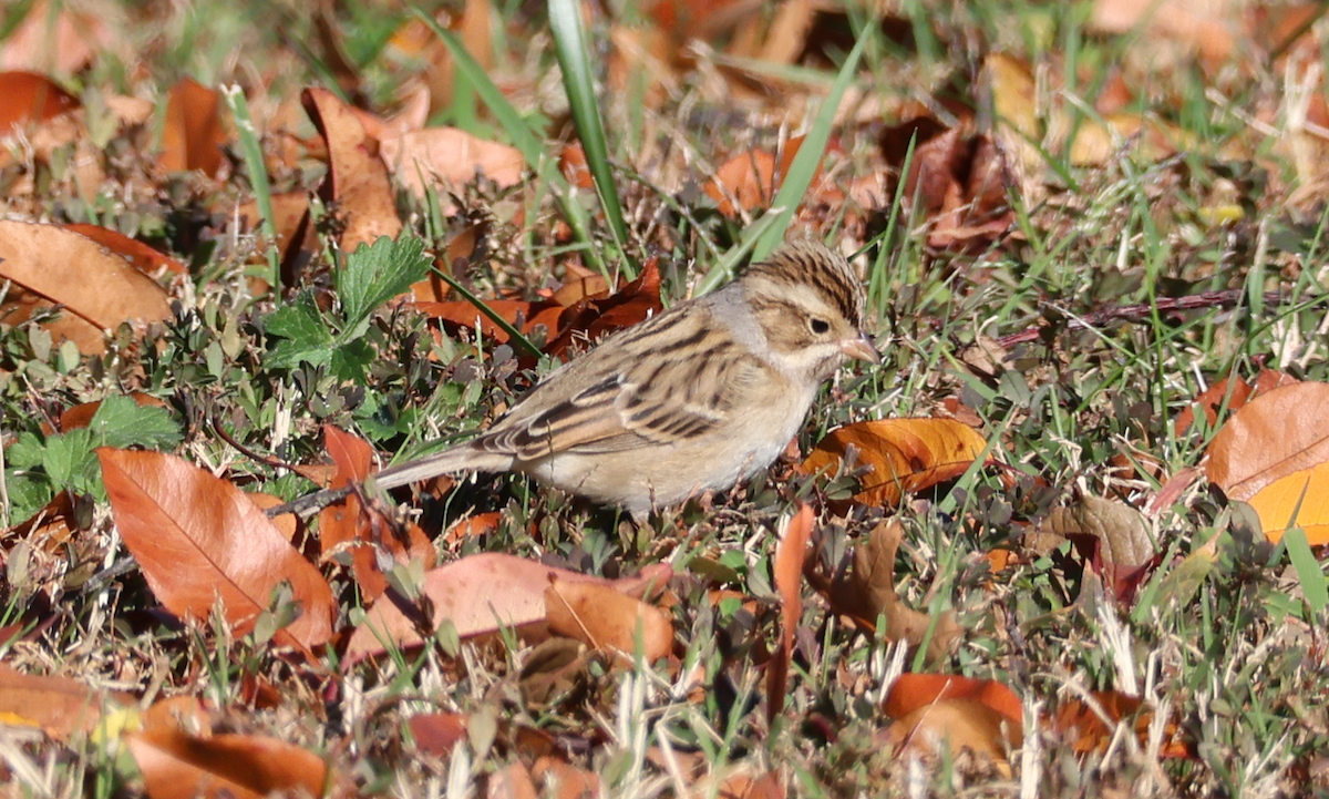 Clay-colored Sparrow - ML645997427