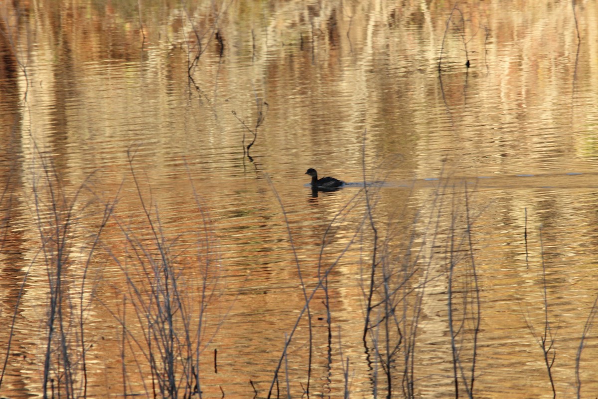 Pied-billed Grebe - ML645997428