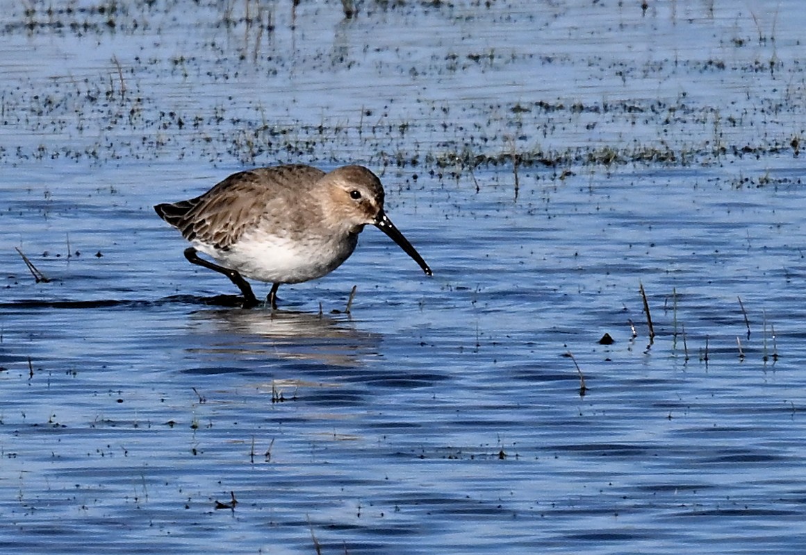 Dunlin - ML645997432