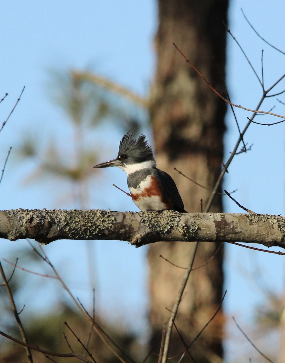 Belted Kingfisher - ML645997441