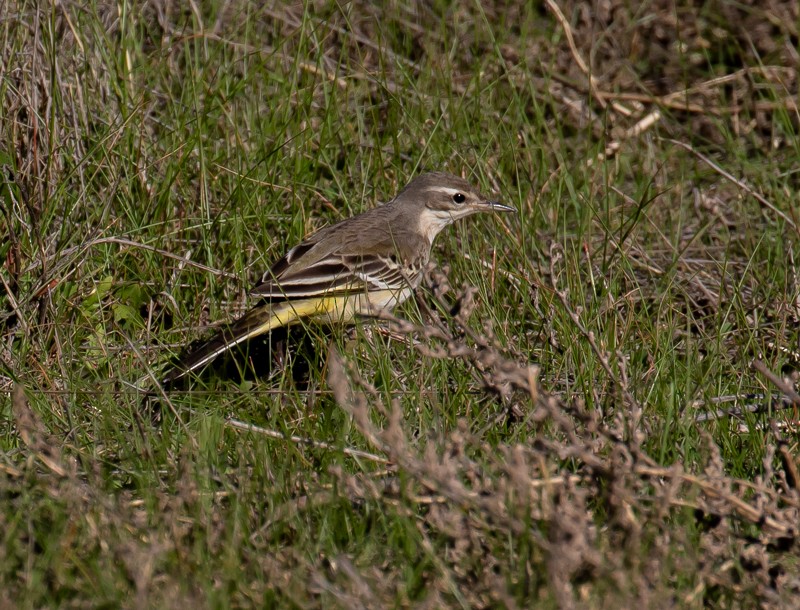 Cutrettola - ML645997442