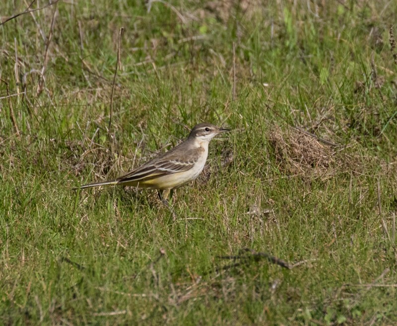 Cutrettola - ML645997443