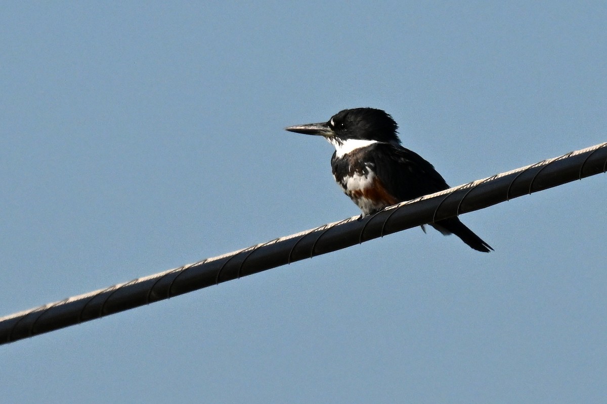 Belted Kingfisher - ML645997447