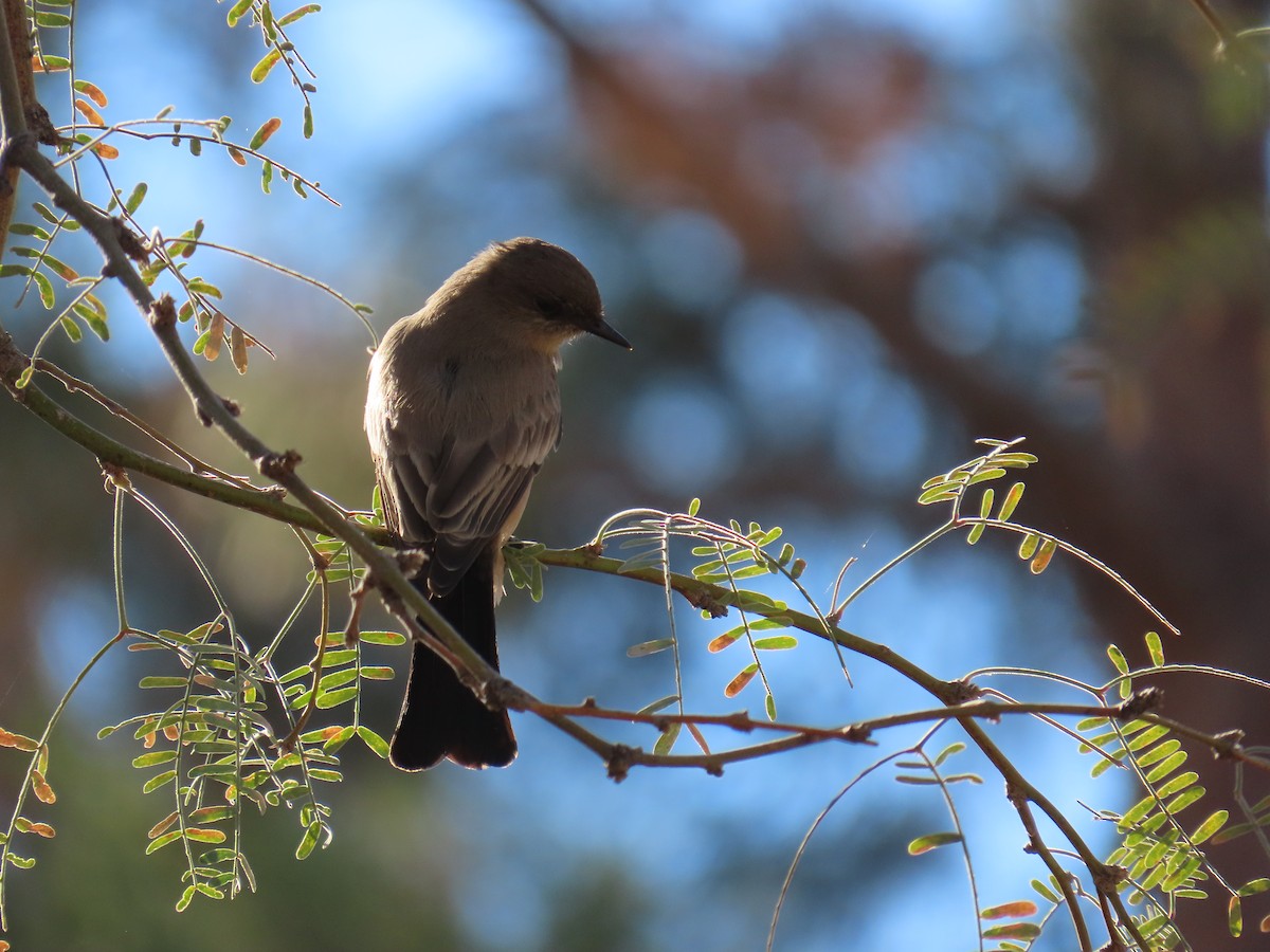 チャイロツキヒメハエトリ - ML645997448