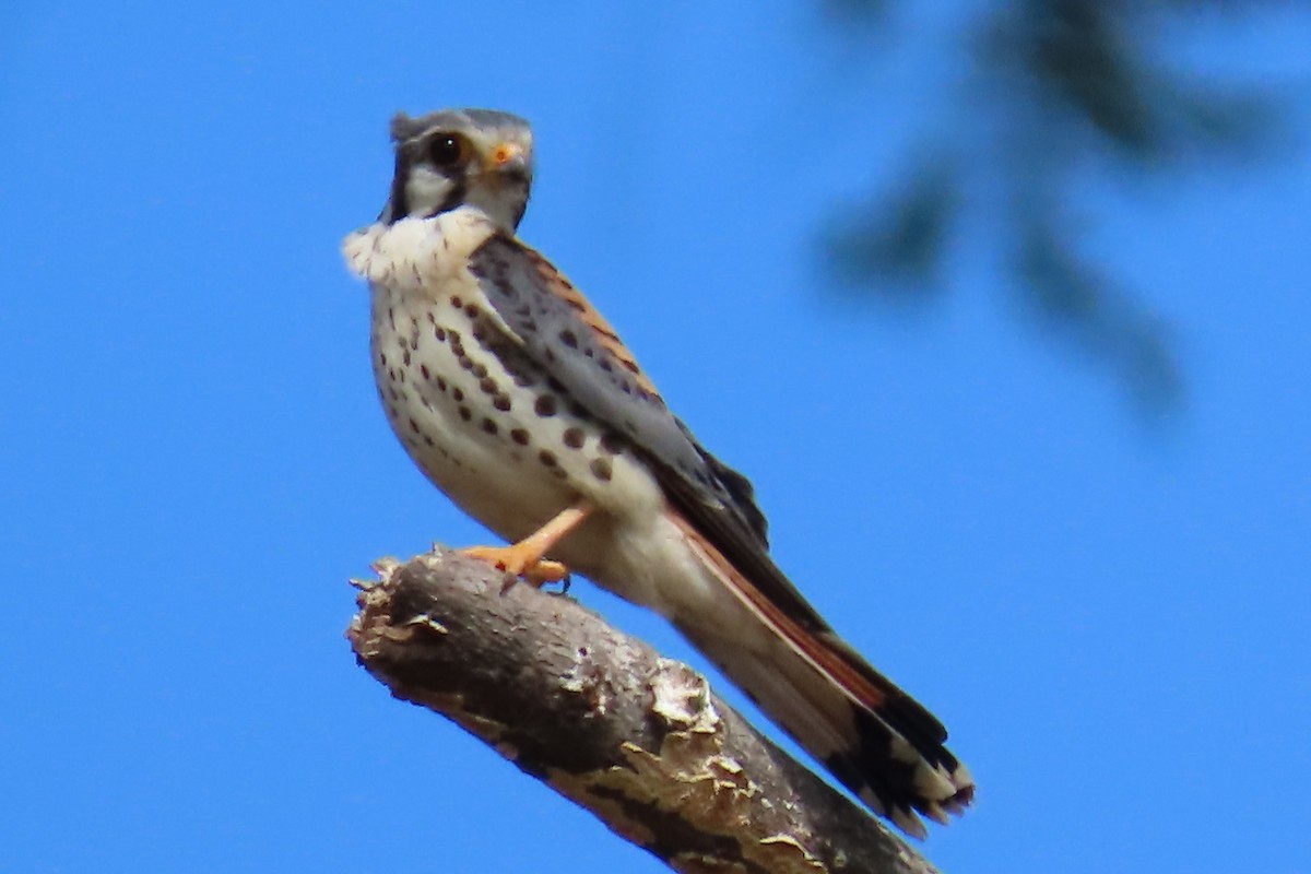 American Kestrel - ML645997449