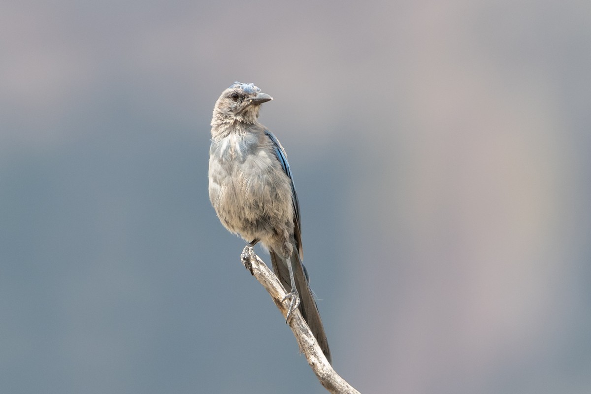Woodhouse's Scrub-Jay - ML645997452