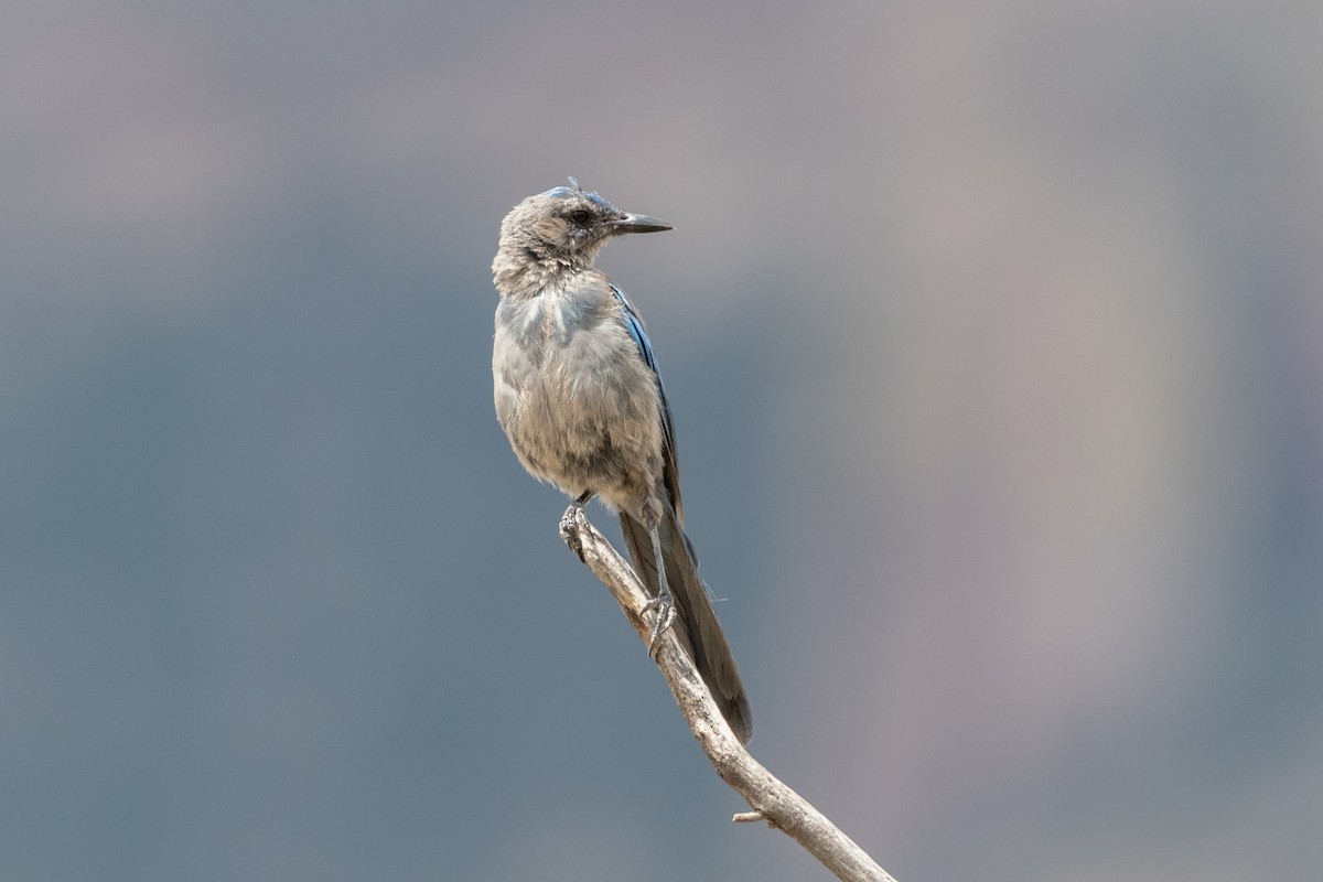 Woodhouse's Scrub-Jay - ML645997453