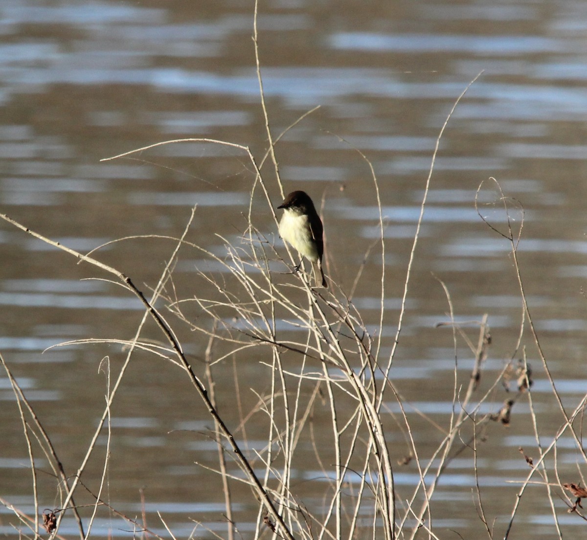 Eastern Phoebe - ML645997454
