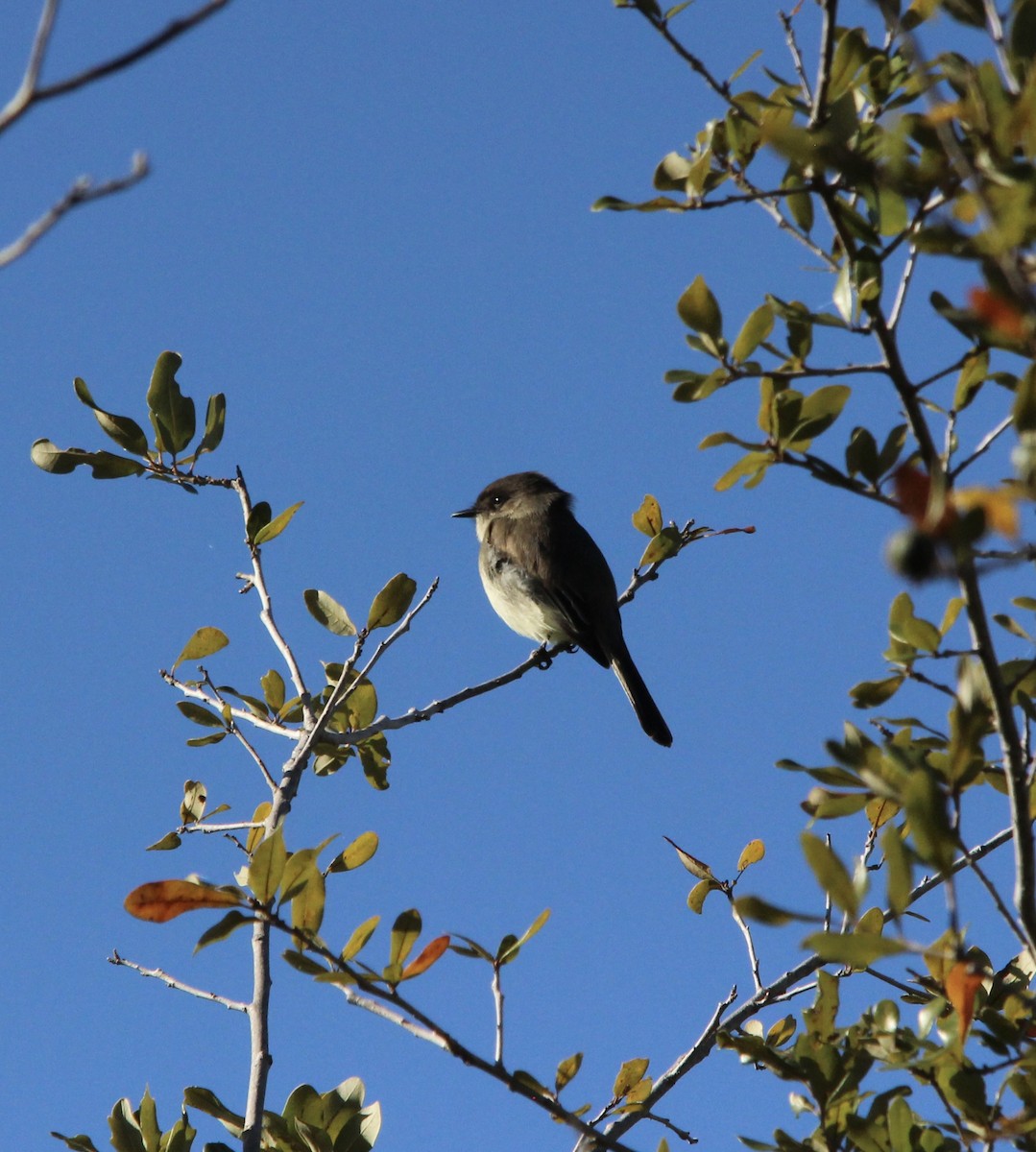 Eastern Phoebe - ML645997455