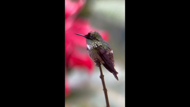 Festive Coquette - ML645997464