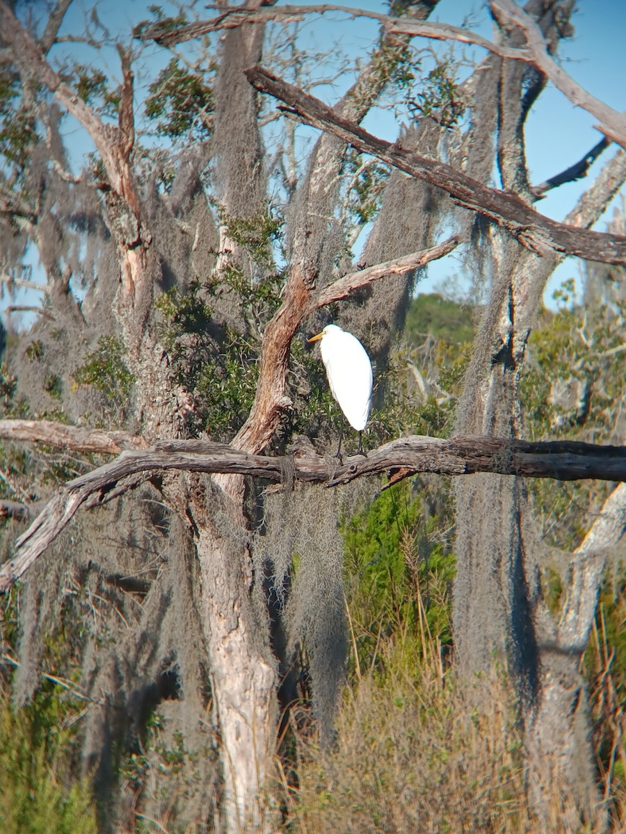 ダイサギ - ML645997467